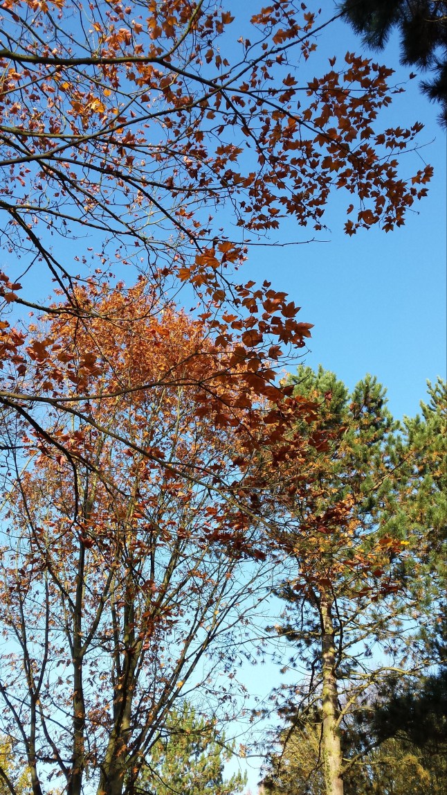 dezember-2015-156.jpg