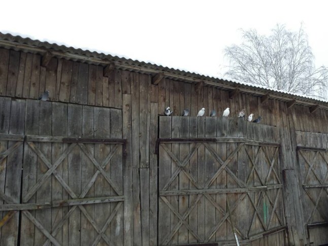 tauben