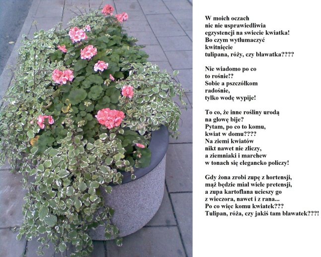 wmoichoczach